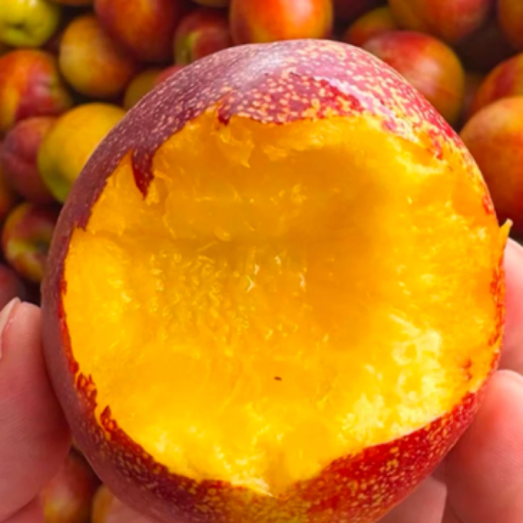 中油6号黄肉油桃 新鲜应季新鲜桃子黄心油桃