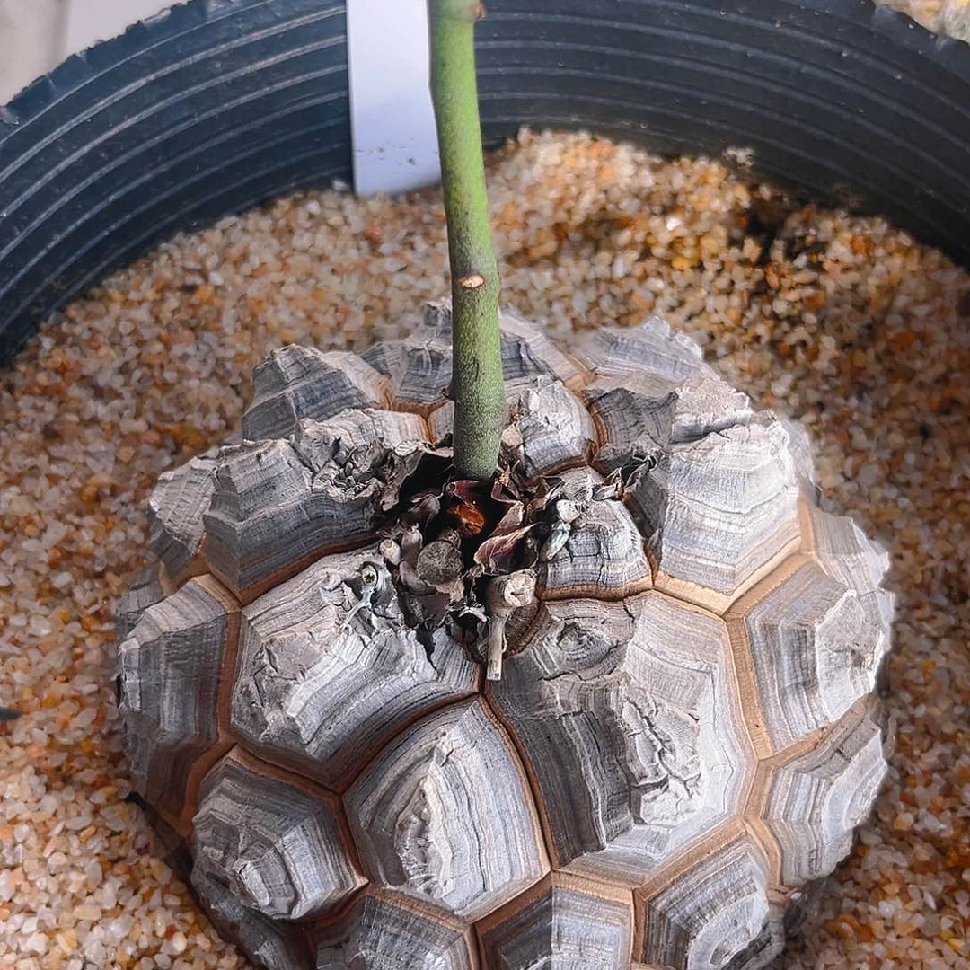 潮流植物精品南非龟