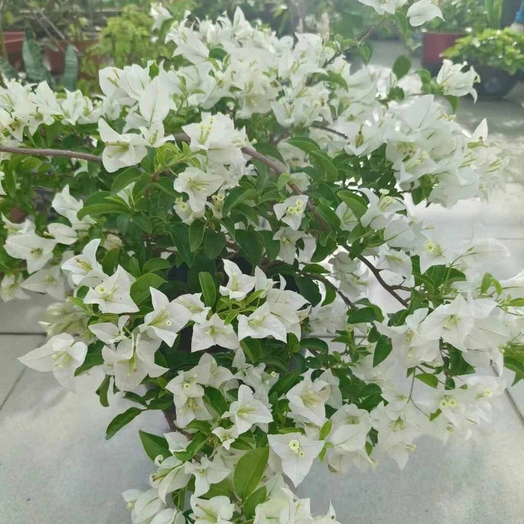 【白雪公主】伊娃系列不爱掉花三角梅四季勤花