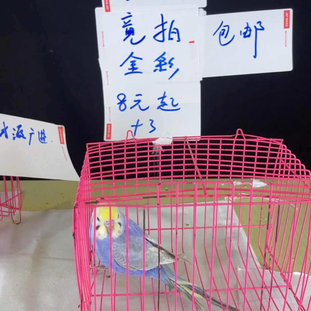 Q***n虎皮鹦鹉特色金彩