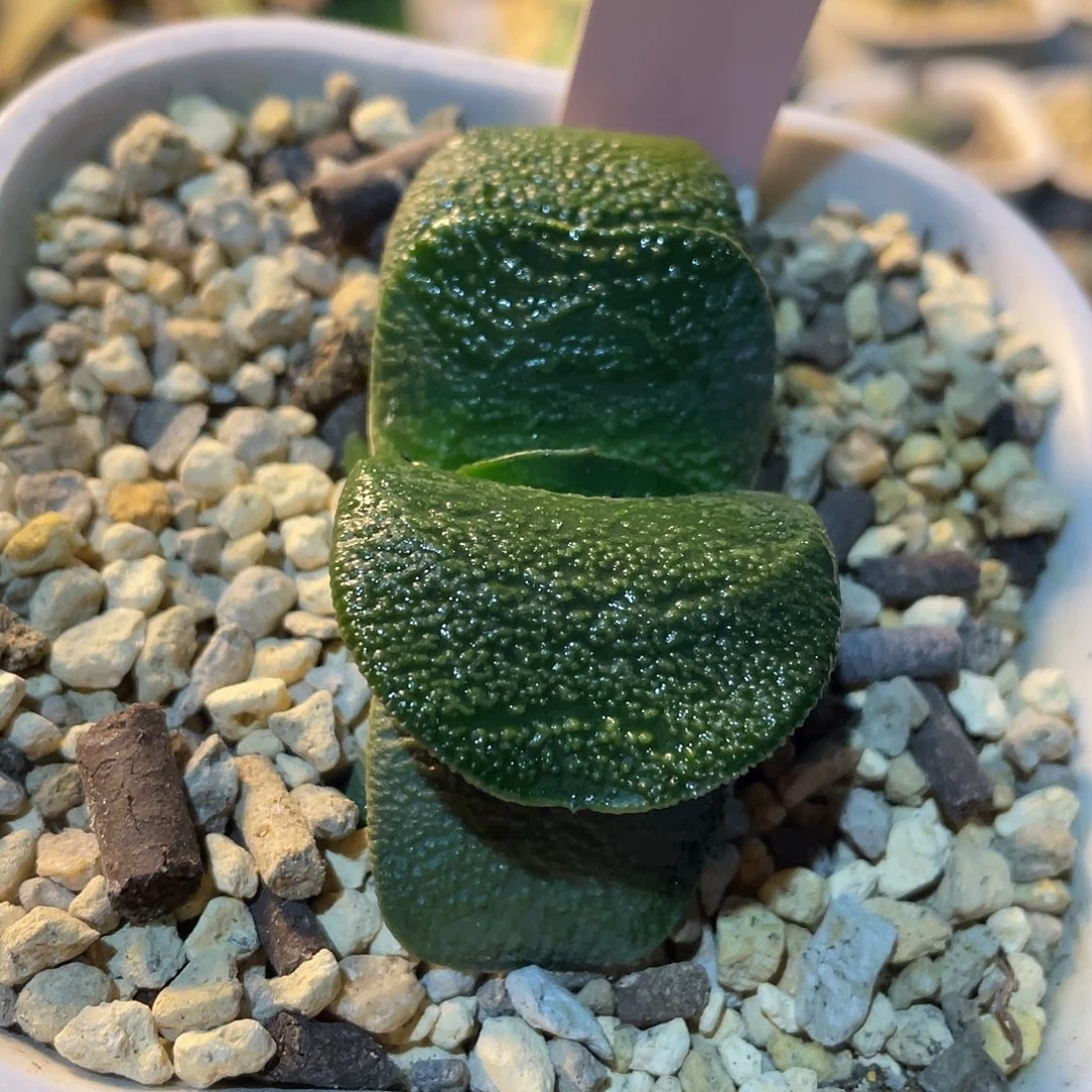 016脱土发货111111