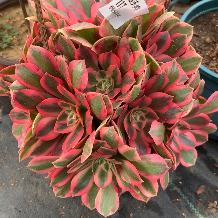 117女妖多肉植物特价