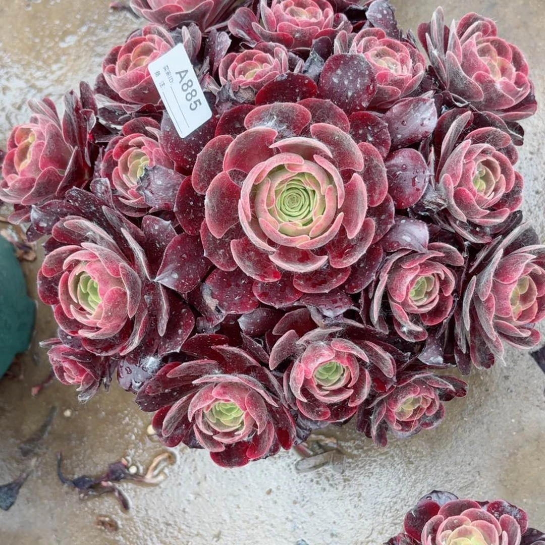 885爱神多肉植物