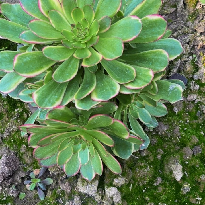 菲娜多肉植物捧花多肉