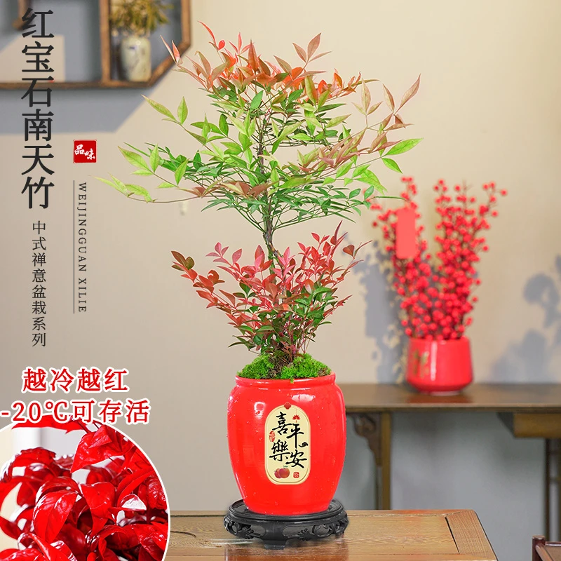 多层红宝石南天竹盆栽红红火火可作室内外四季观叶花卉绿植摆件