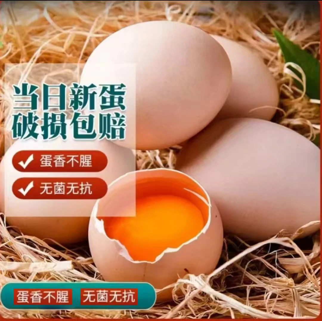 50枚东北农村散养散放笨土鸡蛋鸡蛋