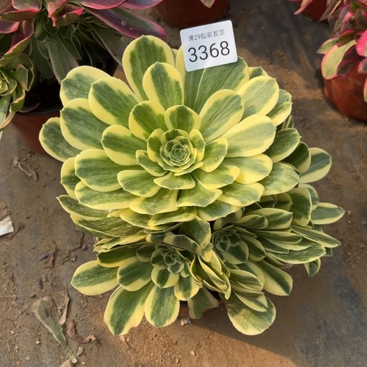 迈巴赫多肉法师3368