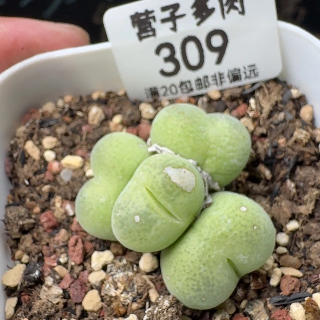翠光带盆土