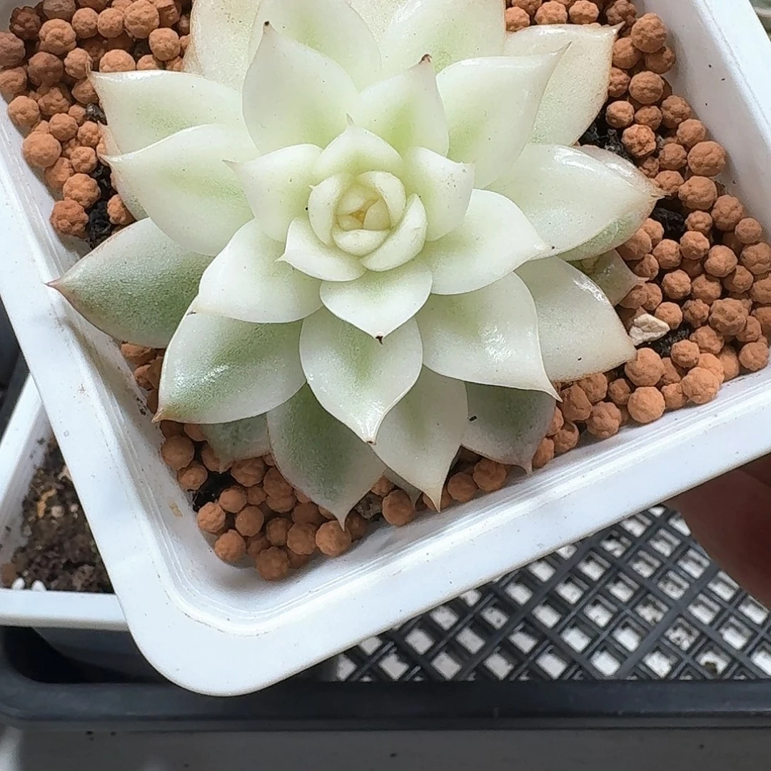 黑水晶锦多肉植物
