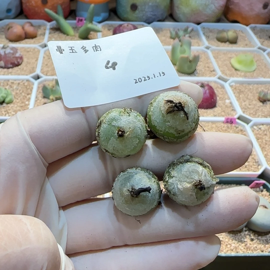 小*柔多肉多肉多肉1.15-004