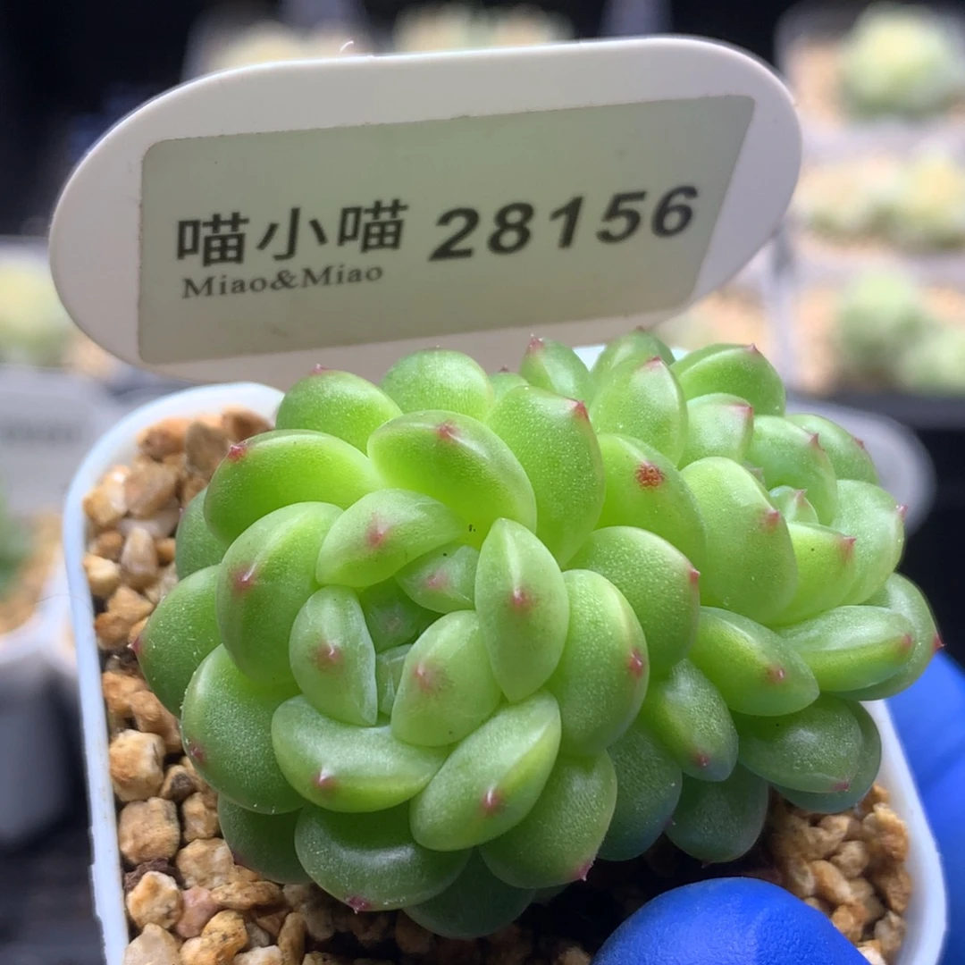 多肉植物杂交珍妮