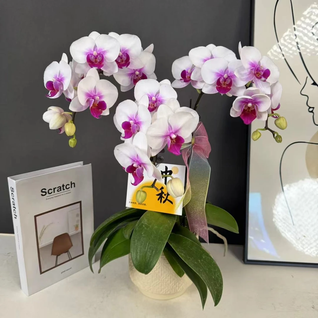 【粉荔枝】粉白渐变中大花型 丰花型花期长 基地直发高端花卉蝴蝶兰