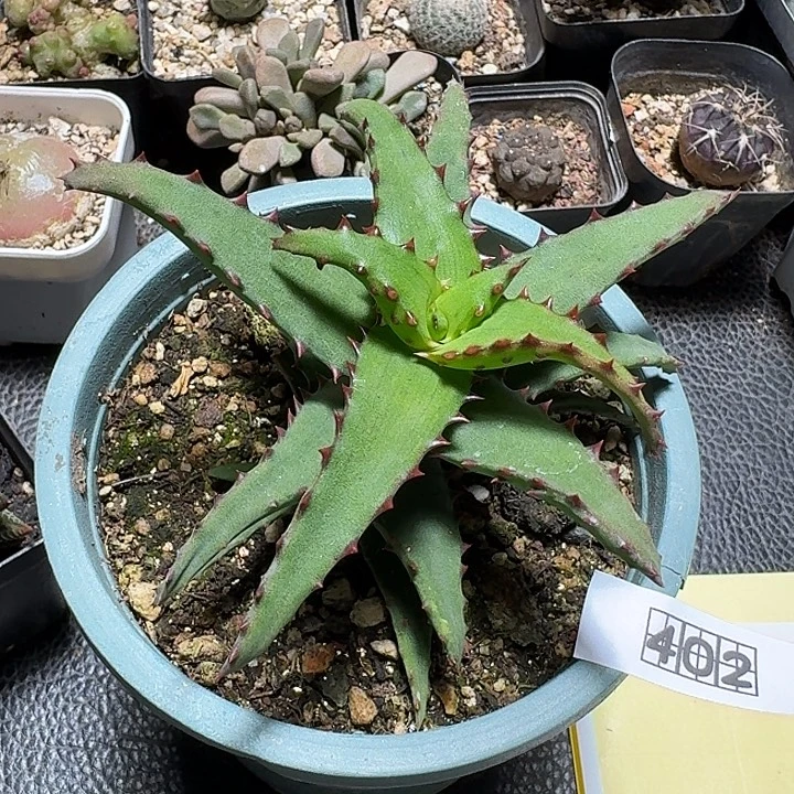 402原生卡萨帝脱土发货