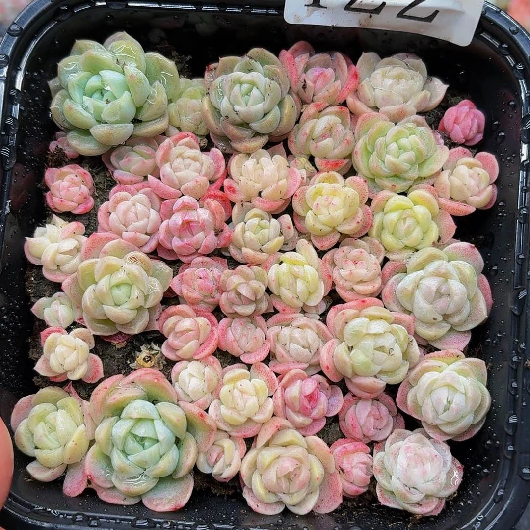 多肉植物多肉植物422