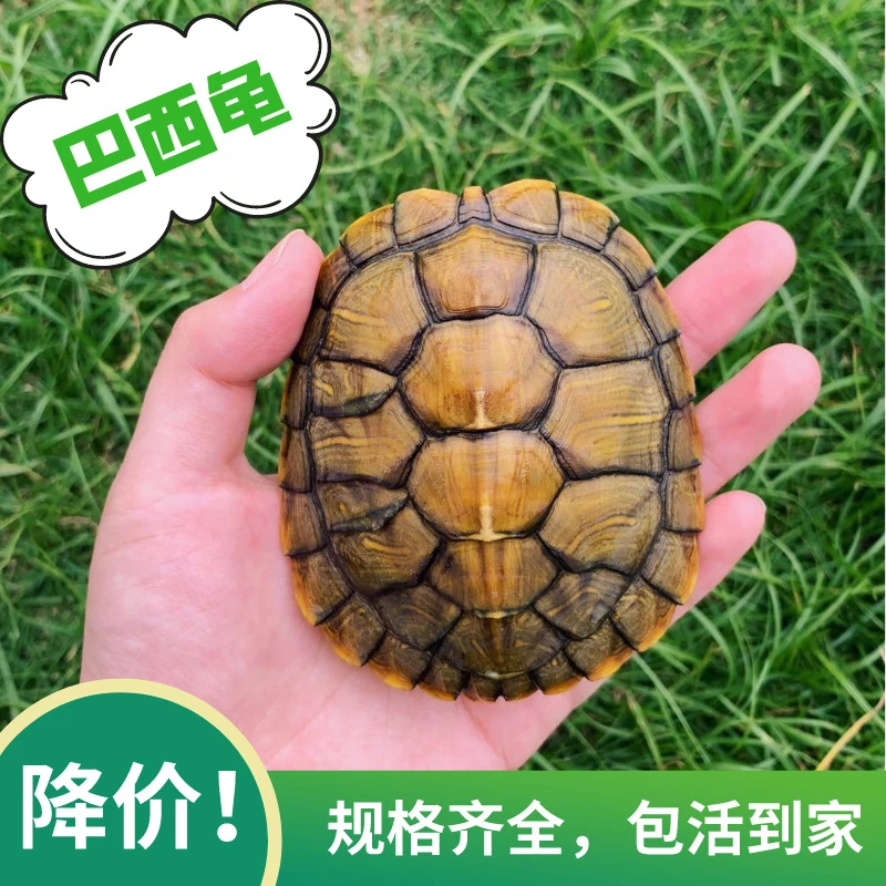 巴西龟大乌龟苗巴西龟苗活体宠物龟活物绿毛龟观赏批发摆地摊热卖