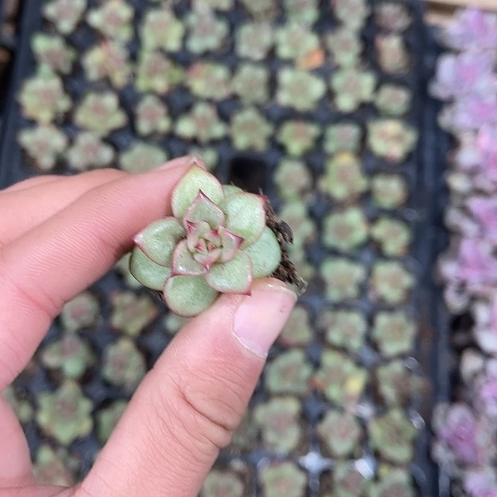 蔷薇玫瑰满9.9包邮