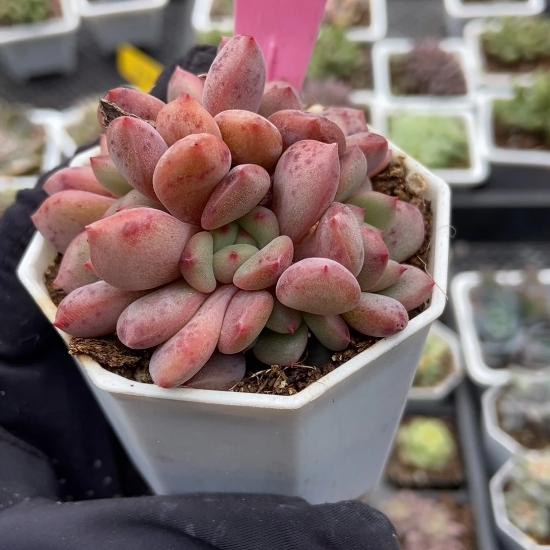 944爱丽儿多肉植物多肉
