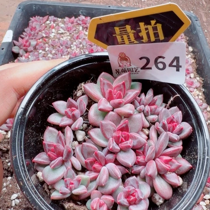 多肉植物多肉植物