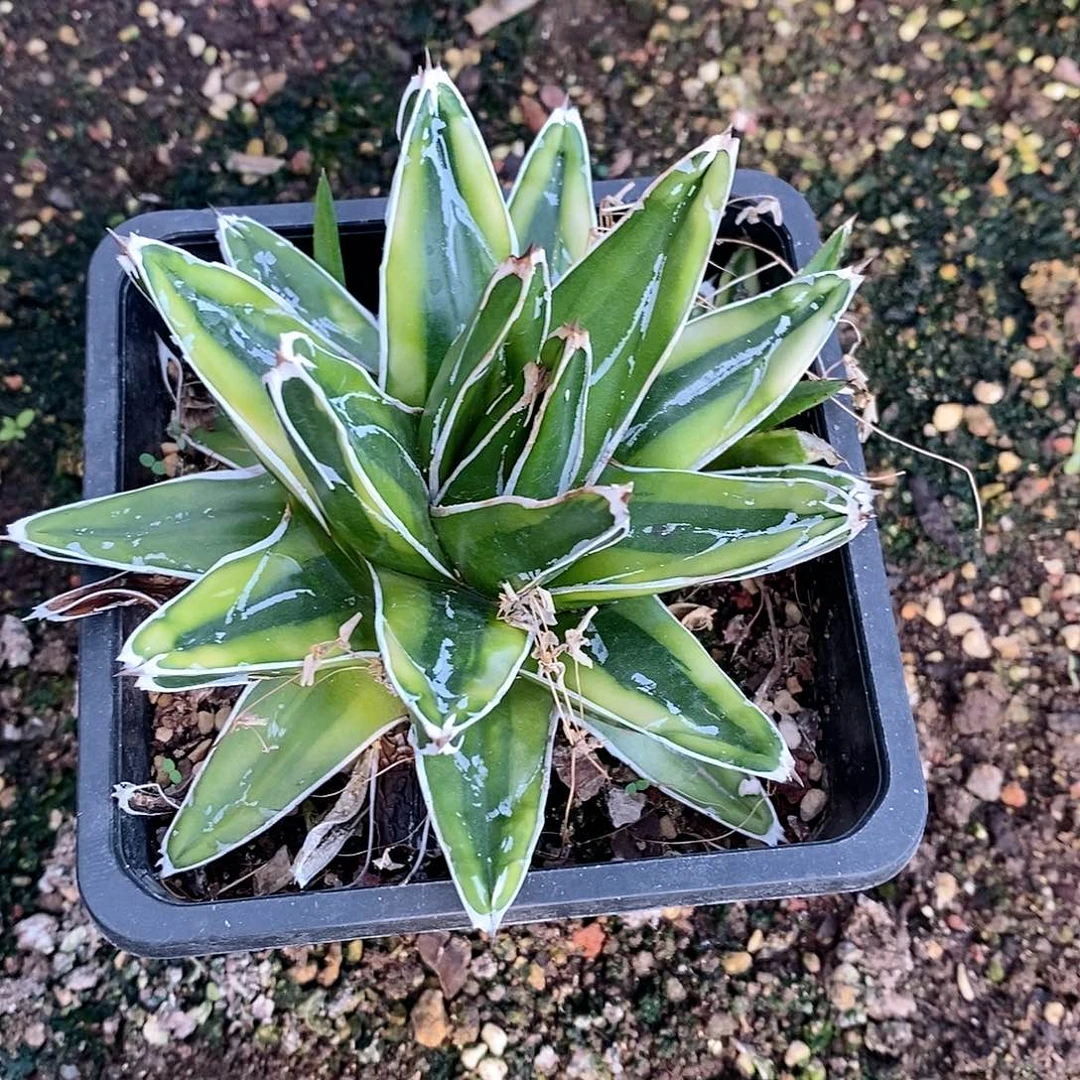 笹之雪锦多肉植物老桩