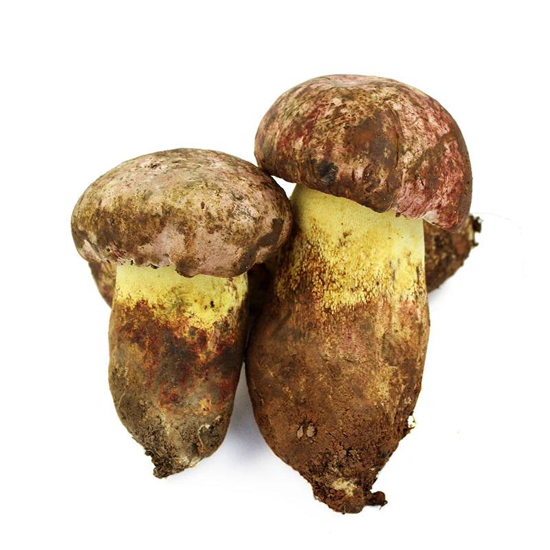白葱牛肝菌野生粉菌黄见手青新鲜野生菌云南特产鲜野生食用菌500g中国美味蘑菇牛肝菌