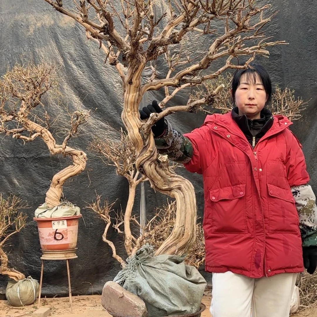 用***1金银花金银花金花银花