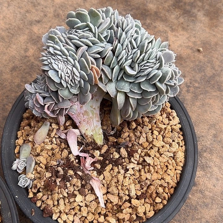 超大汉堡群生缀化多肉