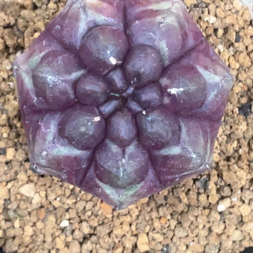 当前无花朵，栽培后可花朵梦想