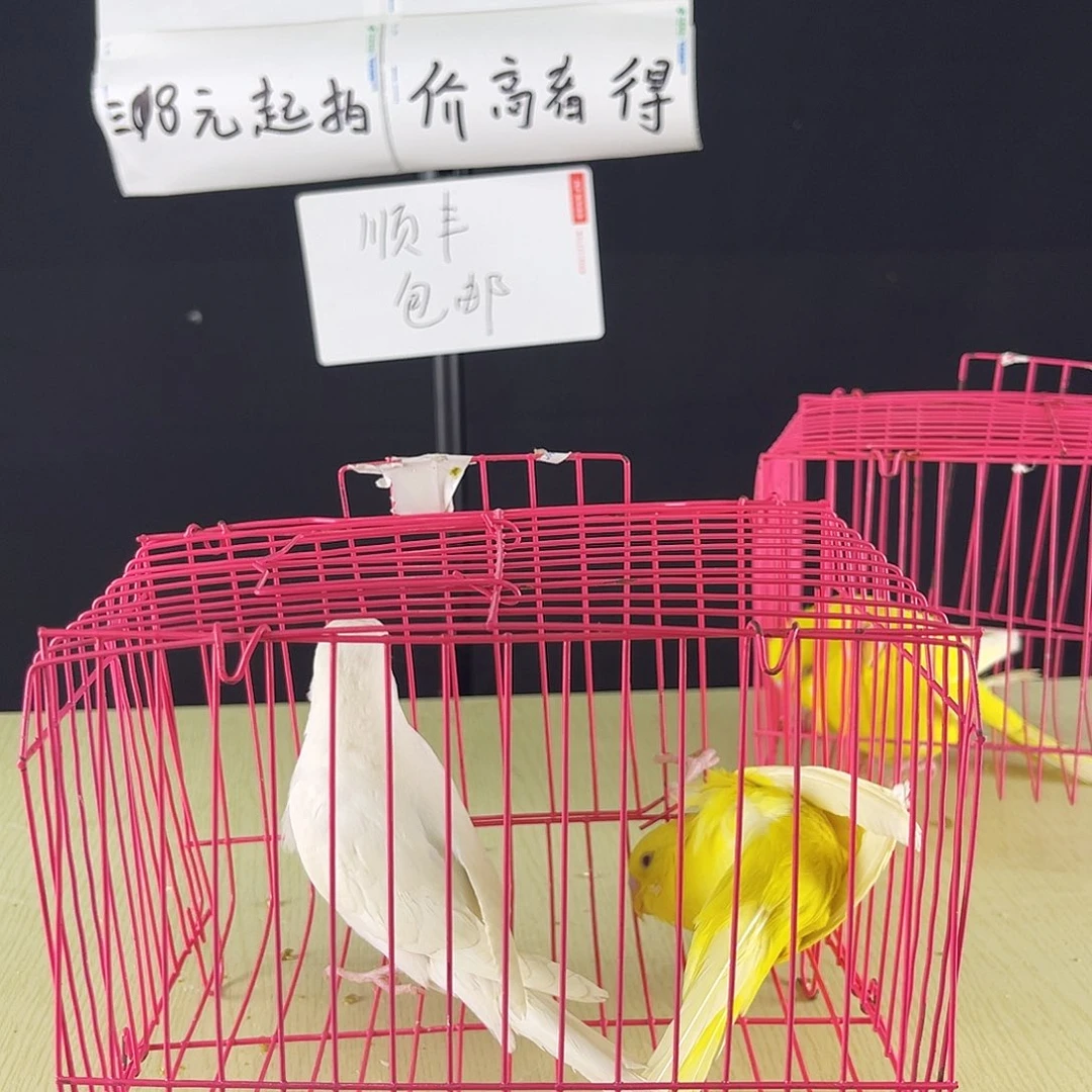 @****虎皮鹦鹉红眼鹦鹉2只