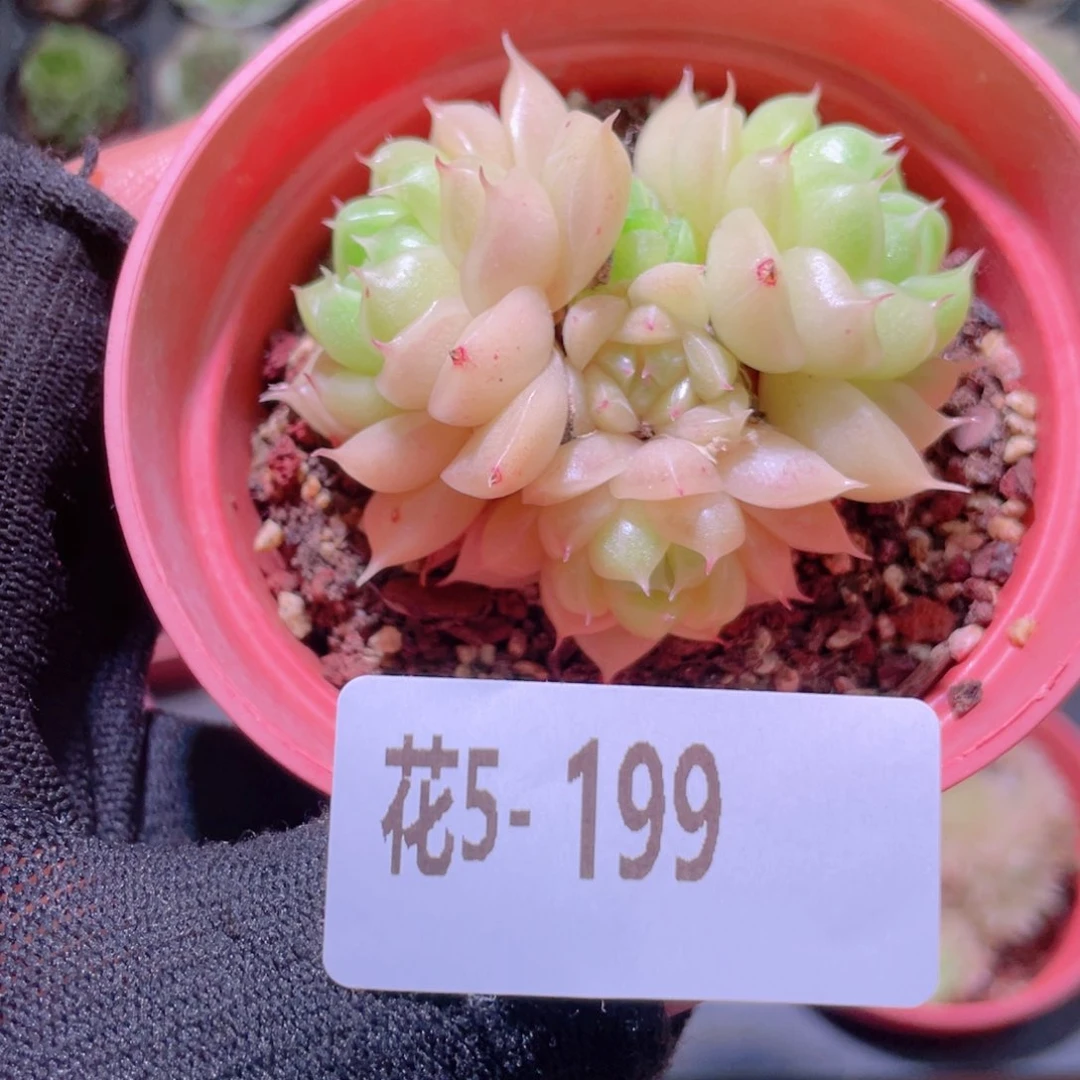 花利美5-199麦秆群