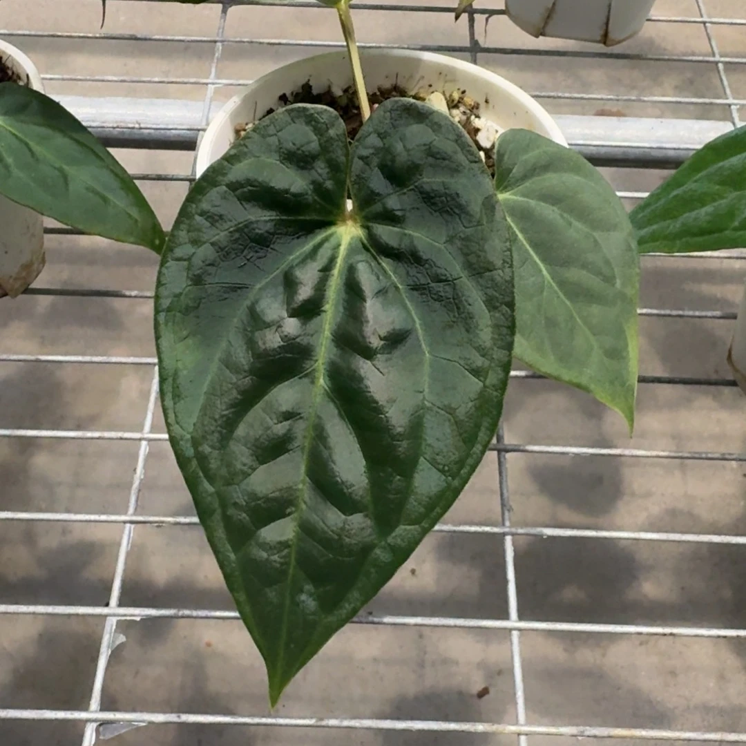 不开花植物奢华杂papi