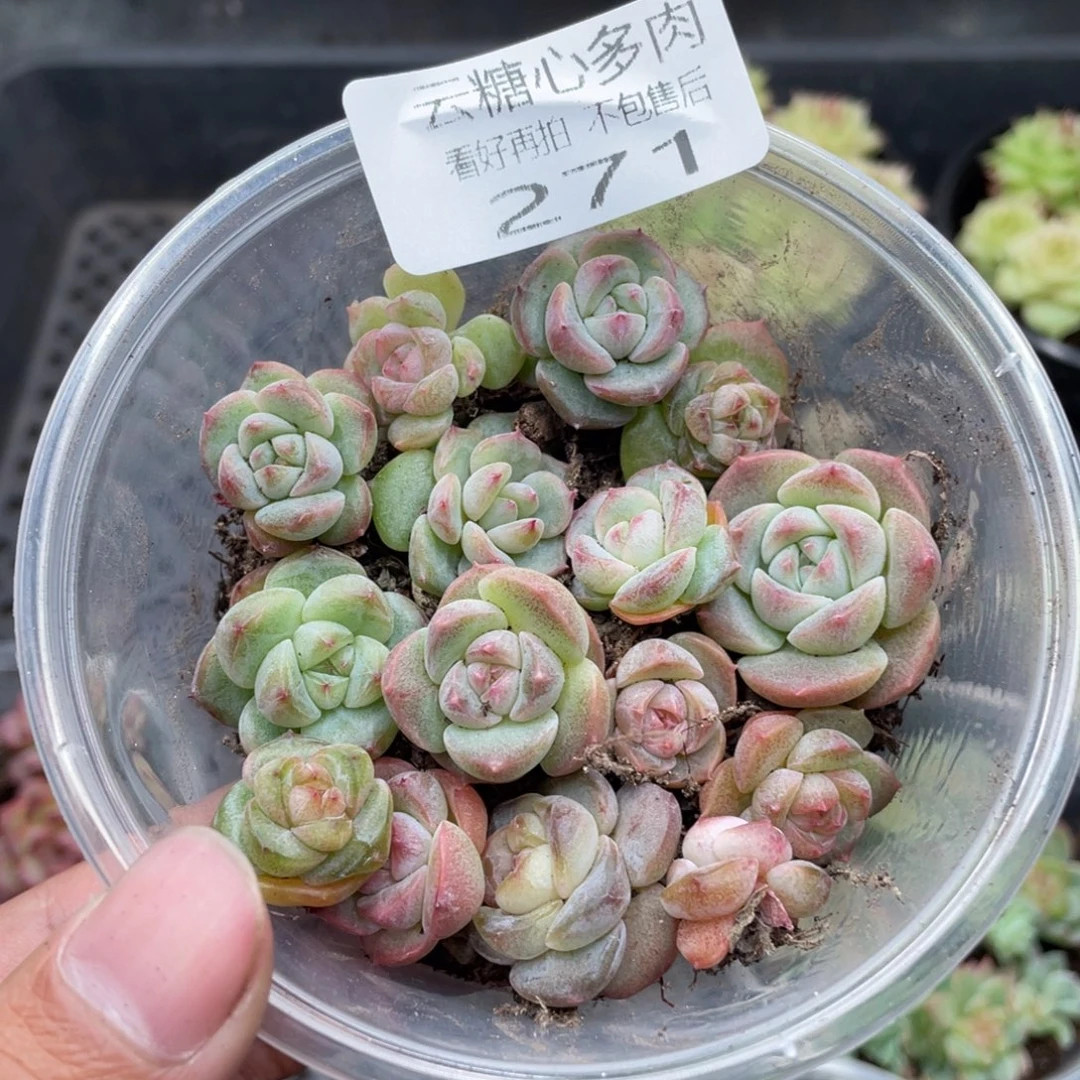 云糖心多肉植物271