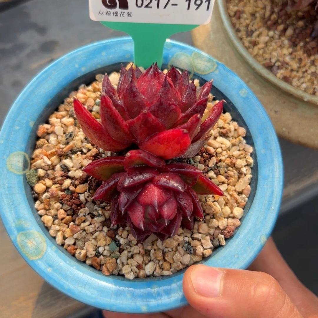 多肉一物一拍0217-191