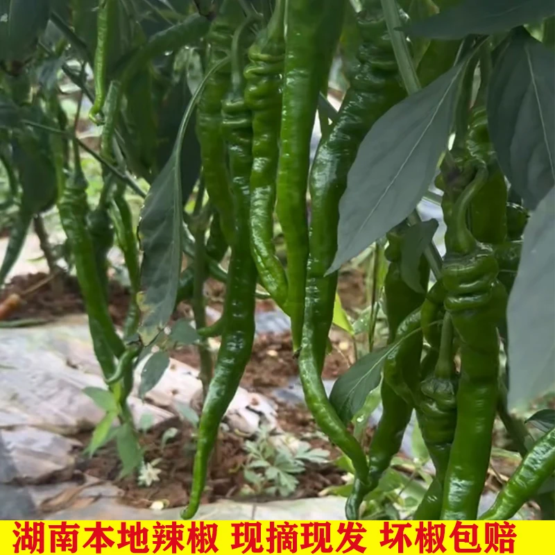 湖南本地青辣椒农家露天现摘现发香辣可口薄皮土辣椒青辣椒