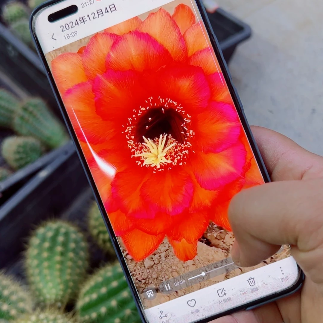 下82毛领唱者歪无根侧芽5公分左右20包邮