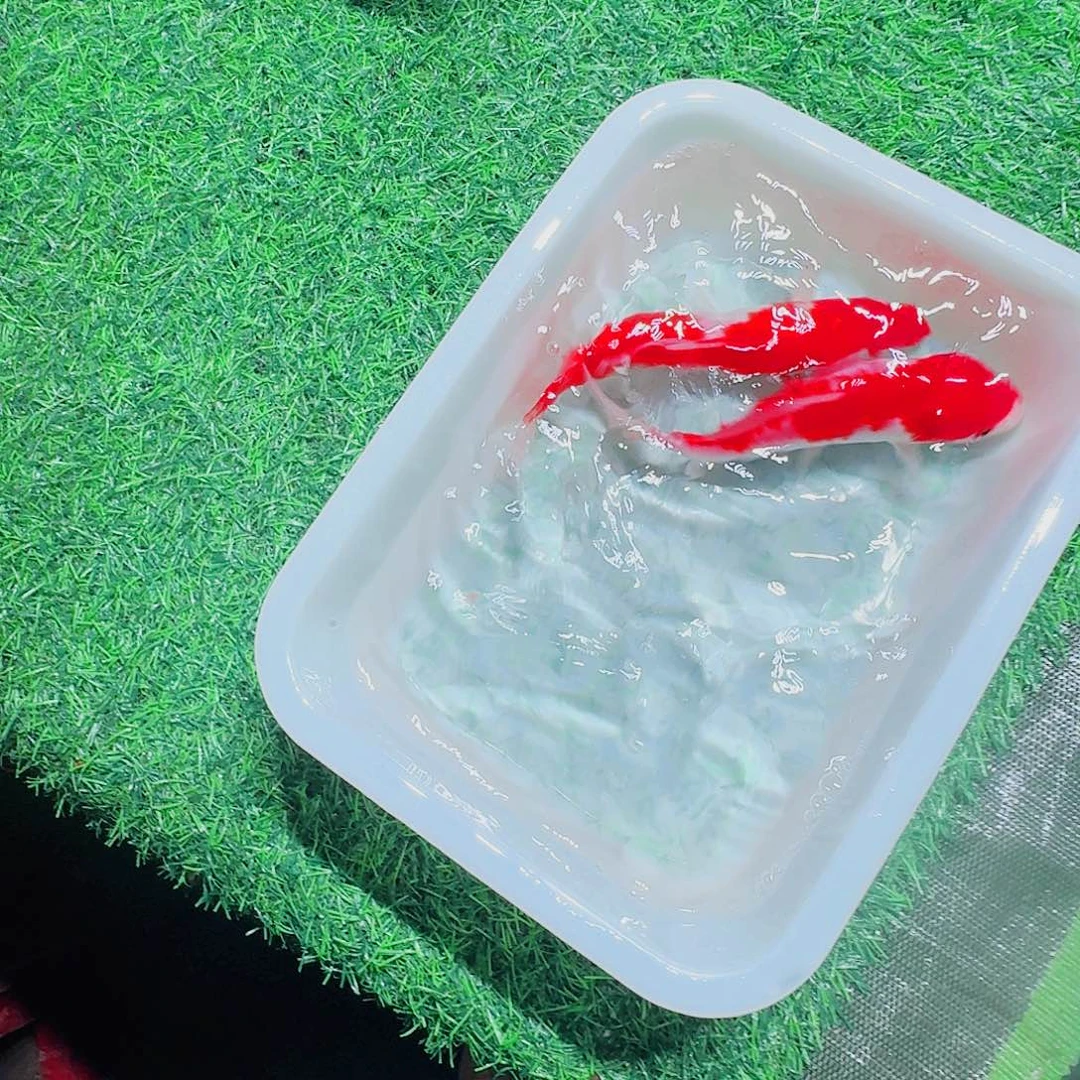 海水鱼血统锦鲤大放漏6