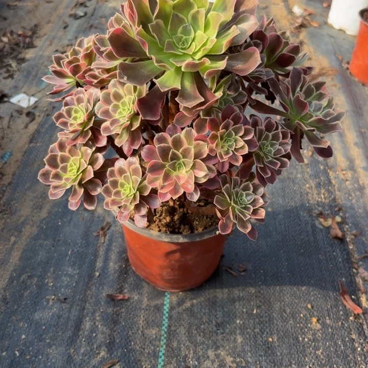 金丝雀多肉植物不包损625