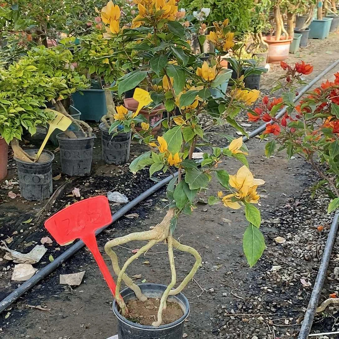 大部分开放少量花苞月朦胧1268