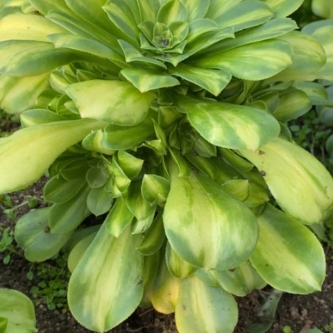 846七彩琉璃满25包邮多肉