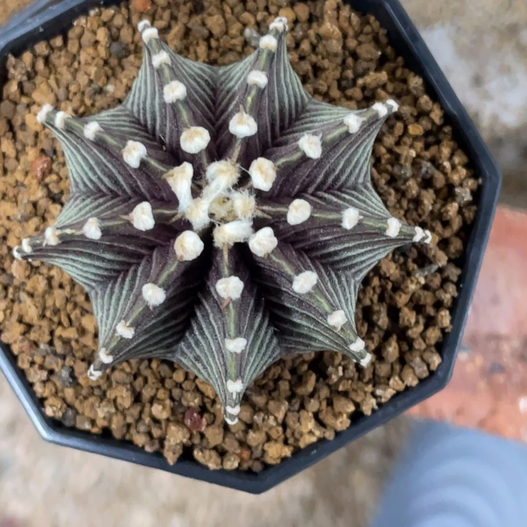 李***安当前无花朵，栽培后可花朵密骨纹高绒黑肋骨