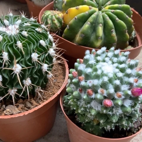 大号锦多了玉雪糕仙人球25米