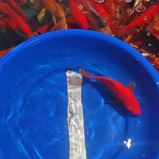 中国大陆冷水观赏鱼蝴蝶鲤