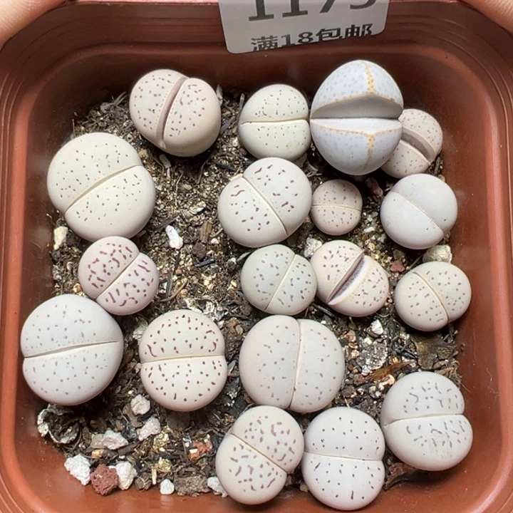 【闪购商品】1175……