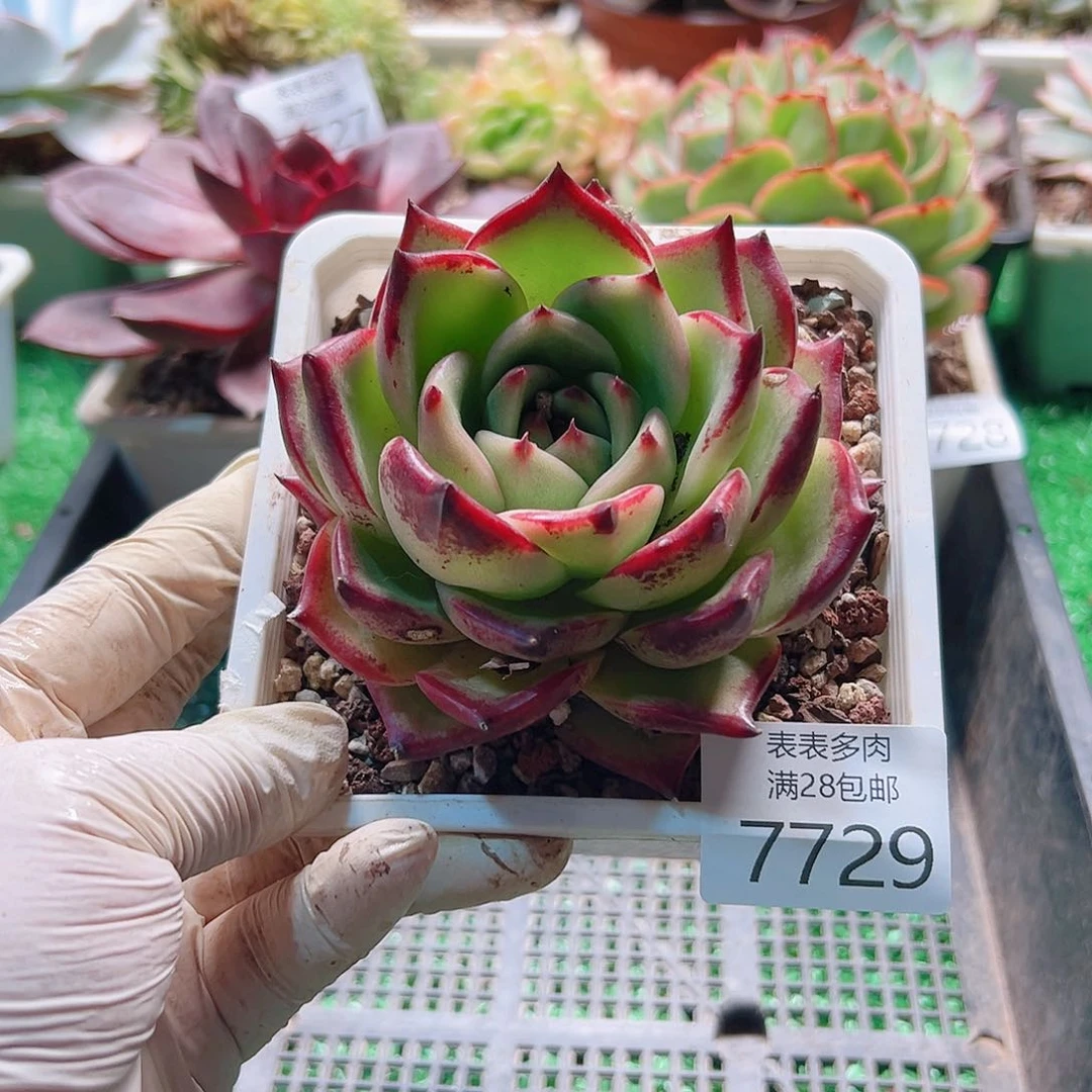 无花朵多肉一物一拍7729
