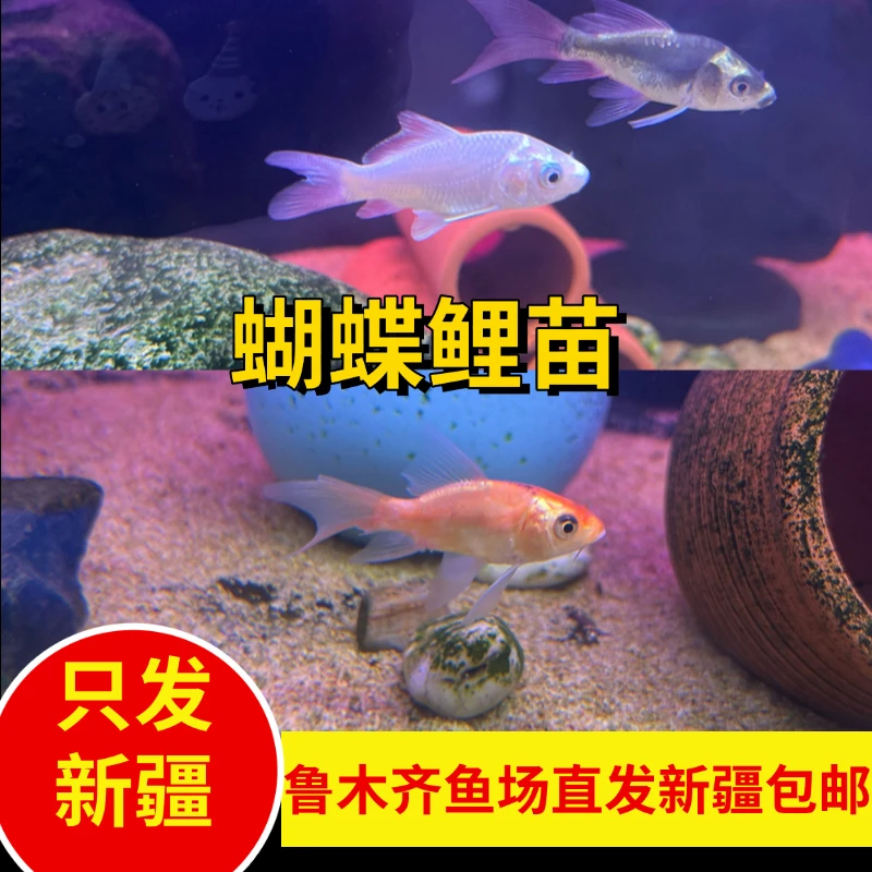 新疆乌鲁木齐直发新疆鱼乐圈观赏鱼三个颜色混装蝴蝶鲤苗好养易活