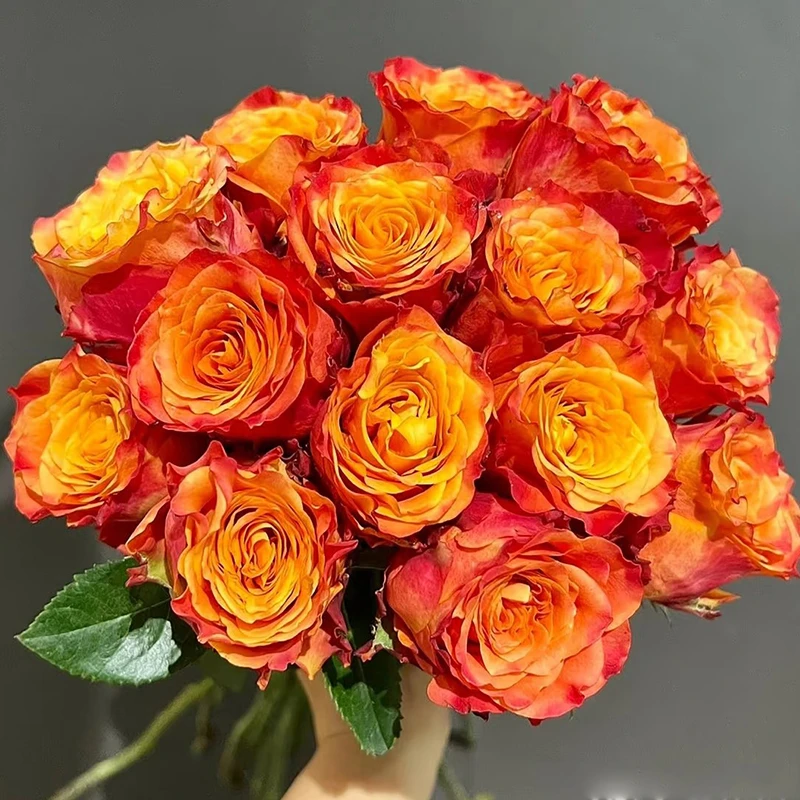 【火焰】玫瑰【4单包邮顺丰空运部分地区走陆运以发货为准】