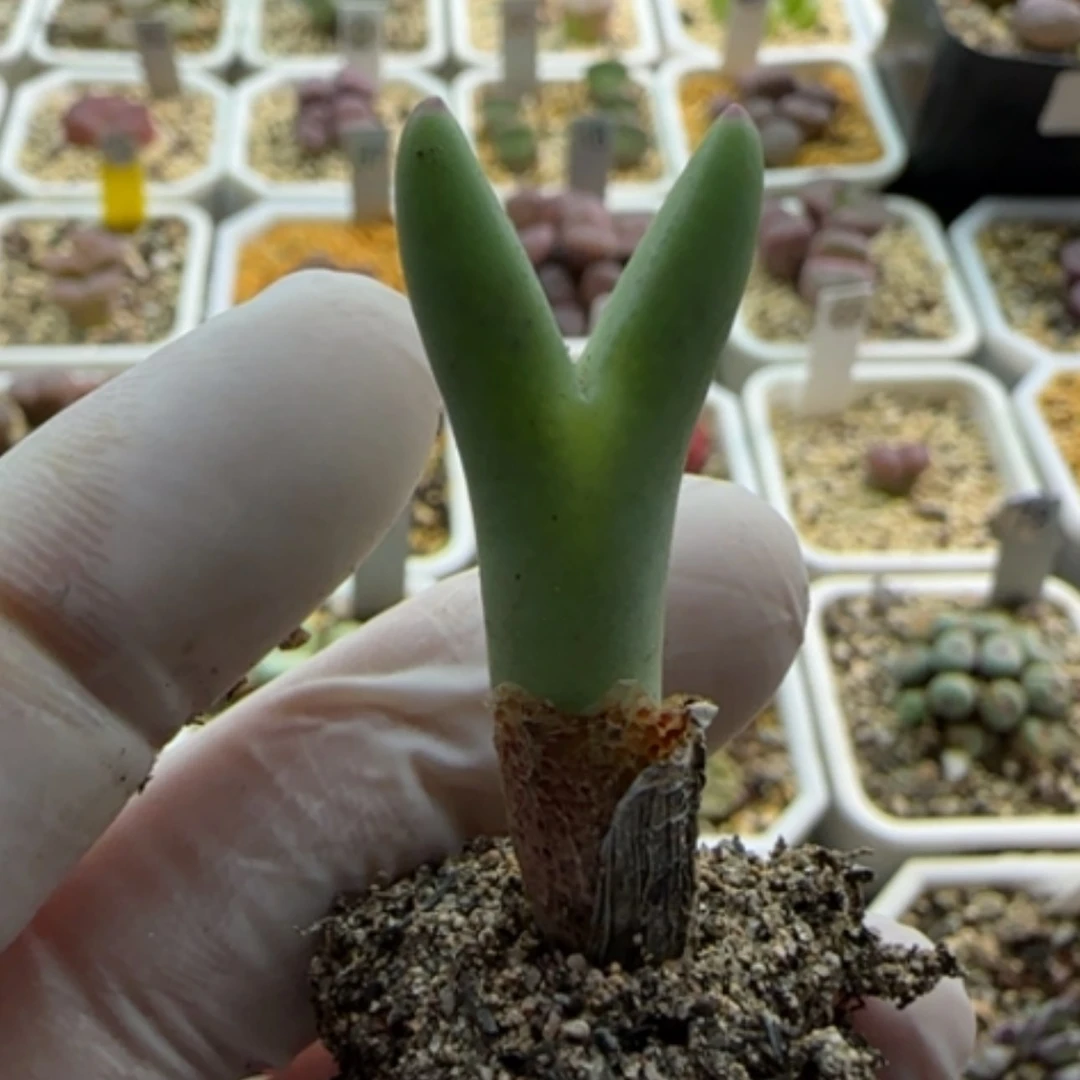 【闪购商品】13727