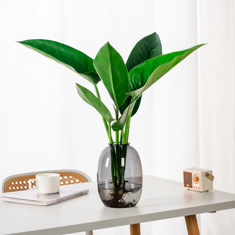 （大叶金钻）好养四季大叶绿植盆栽办公室吸甲醛好看