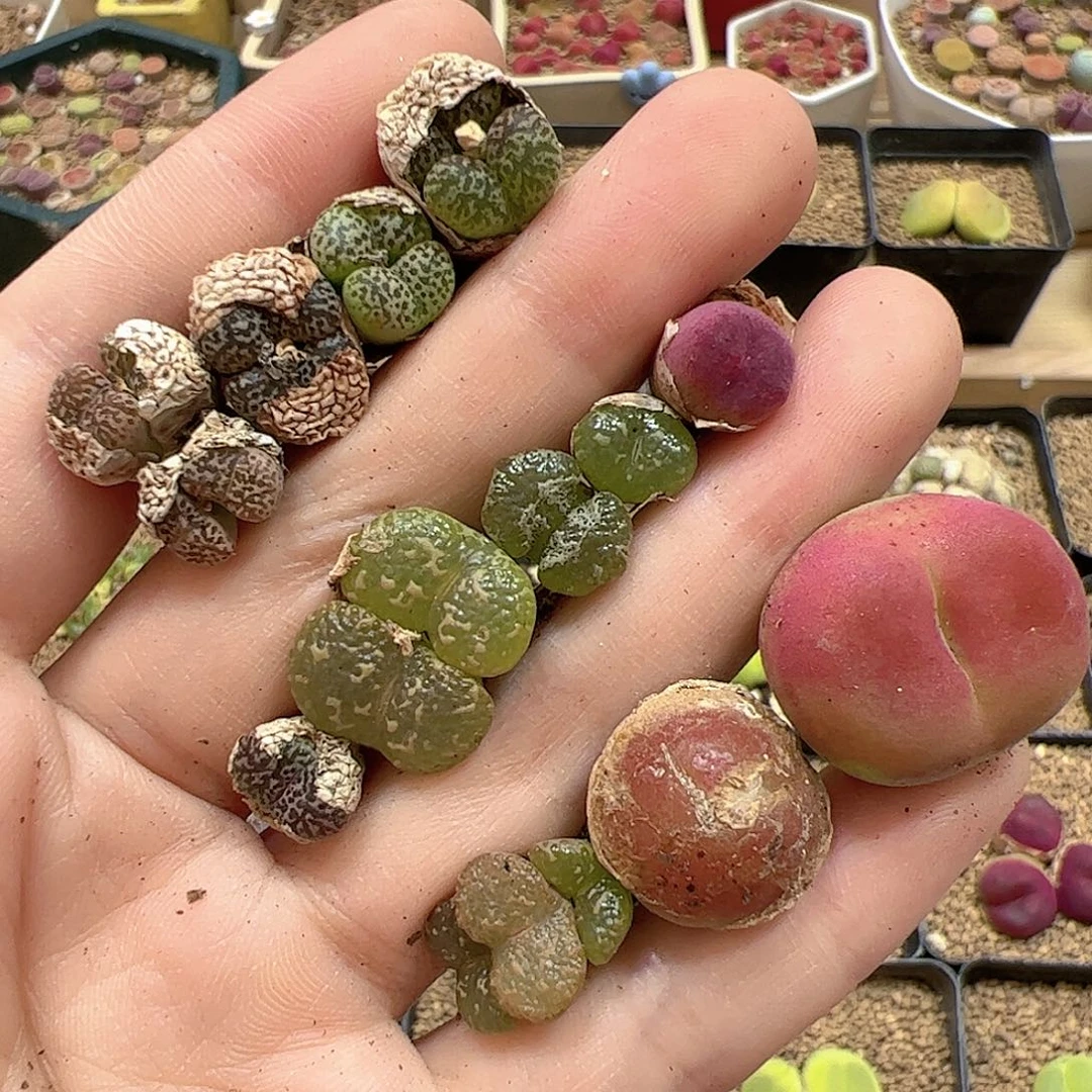 【闪购商品】199 福利