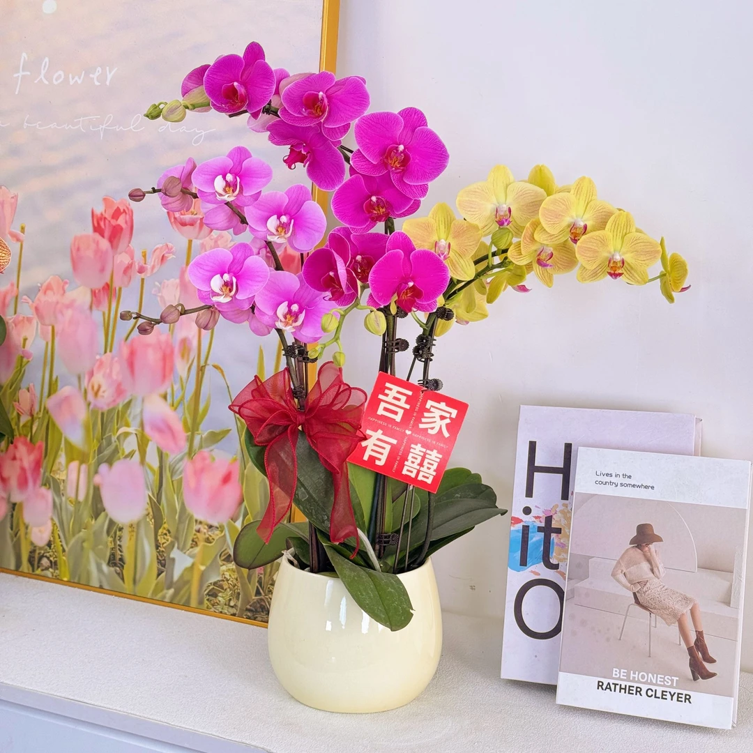 【全家福】 鲜花蝴蝶兰 艺术组盆 室内花卉 带花带花苞