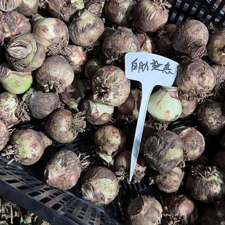 白肋热恋朱顶红一棵5+